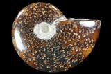 Polished, Agatized Ammonite (Cleoniceras) - Madagascar #88112-1
